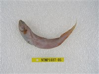 藏品(斑新鳚)的圖片